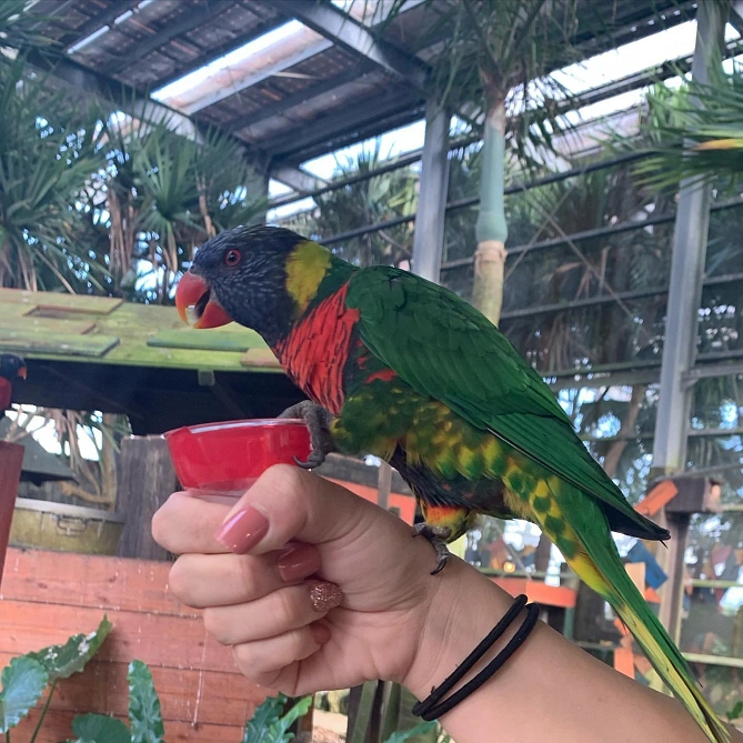 エサのシロップ目当てできたインコ