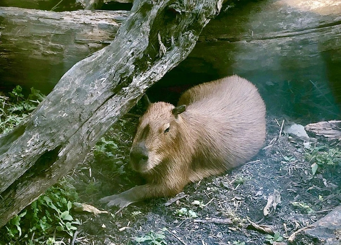 カピバラ