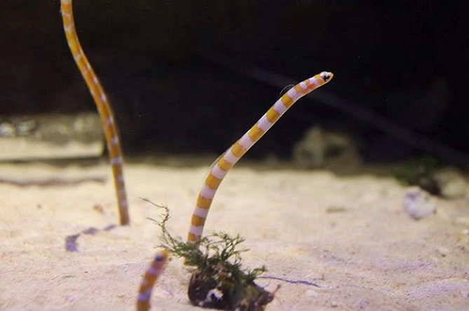 京都水族館のチンアナゴ
