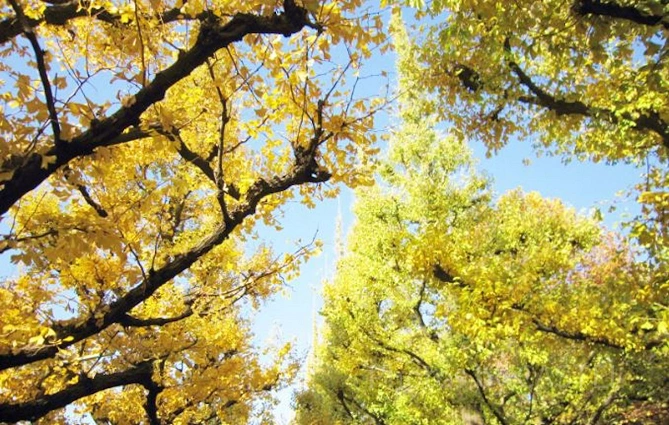 北海道大学イチョウ並木