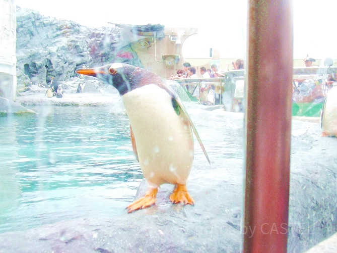 ペンギン