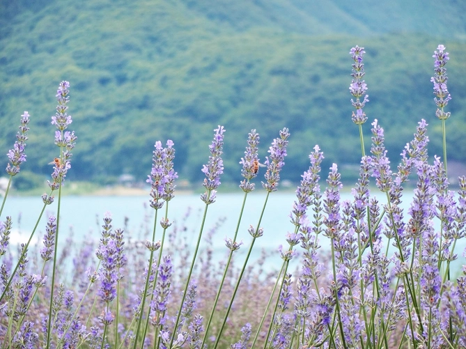 かなやま湖