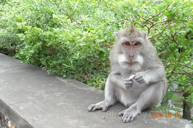 ウルワツ寺院にいるお猿さん
