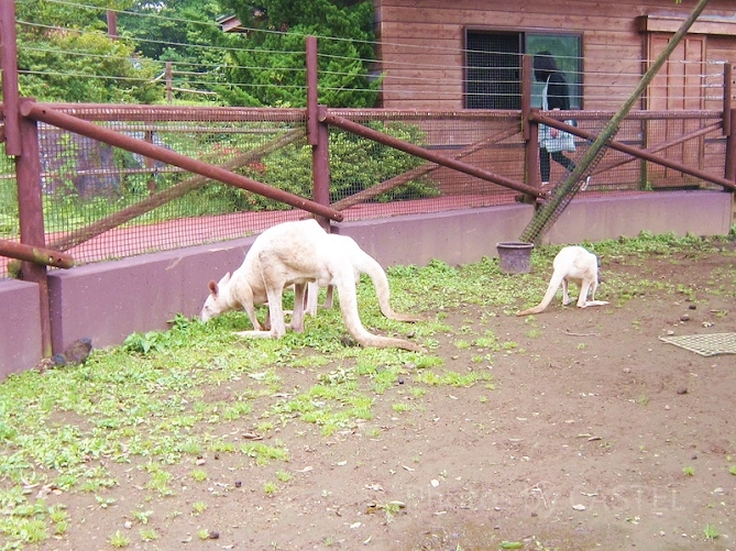旭山動物園