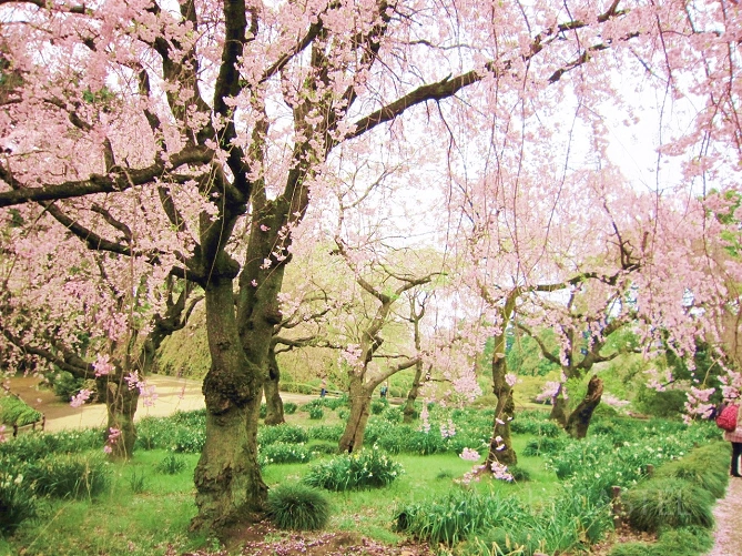 五稜郭公園の桜
