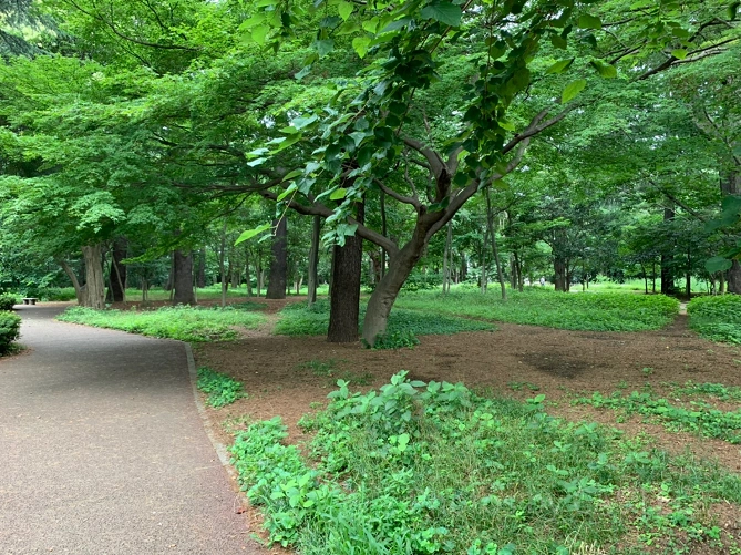 江古田の森公園の散策路