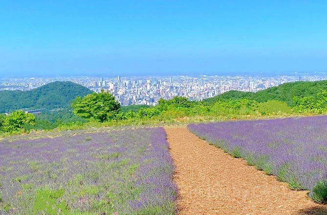 幌見峠ラベンダー園