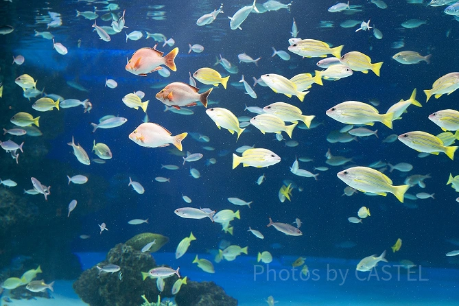 水族館