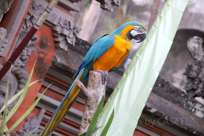 カラフルな鳥