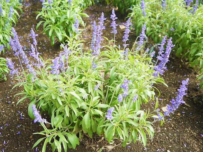 NANAKAの花畑