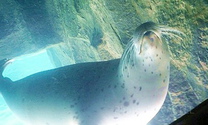 おたる水族館のアザラシ