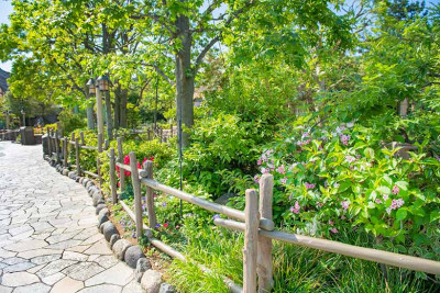 オオベニウツギ