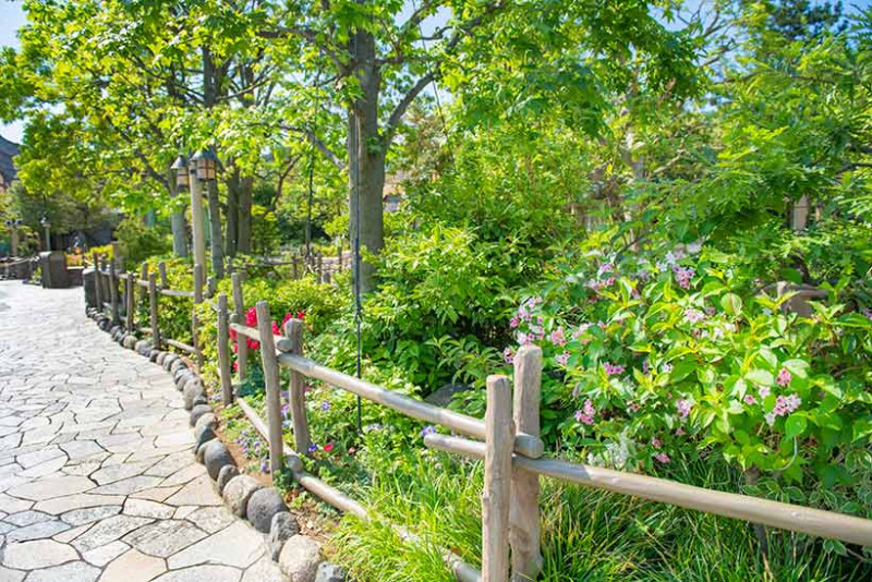 オオベニウツギ