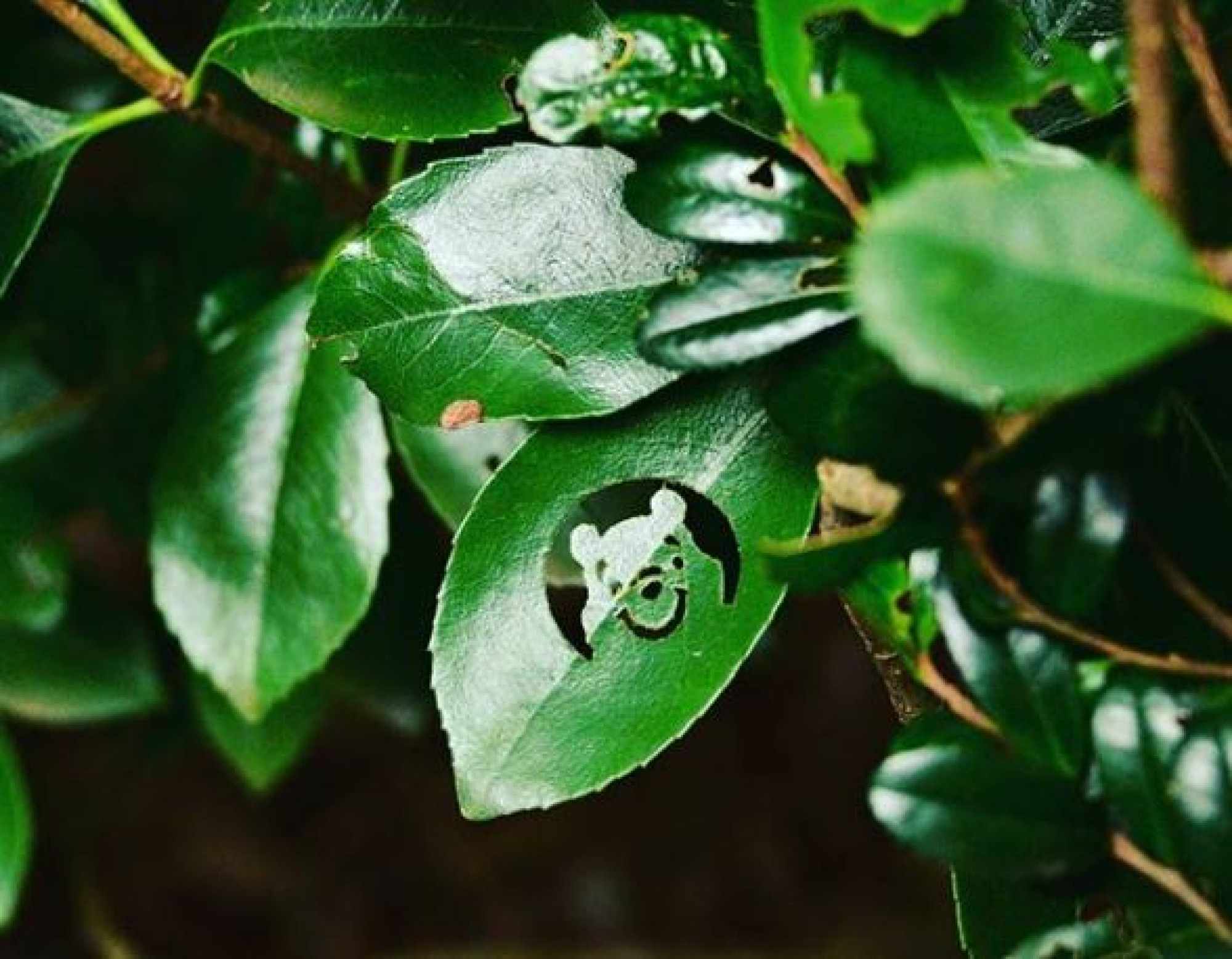 隠れプーさん キャステル Castel ディズニー情報