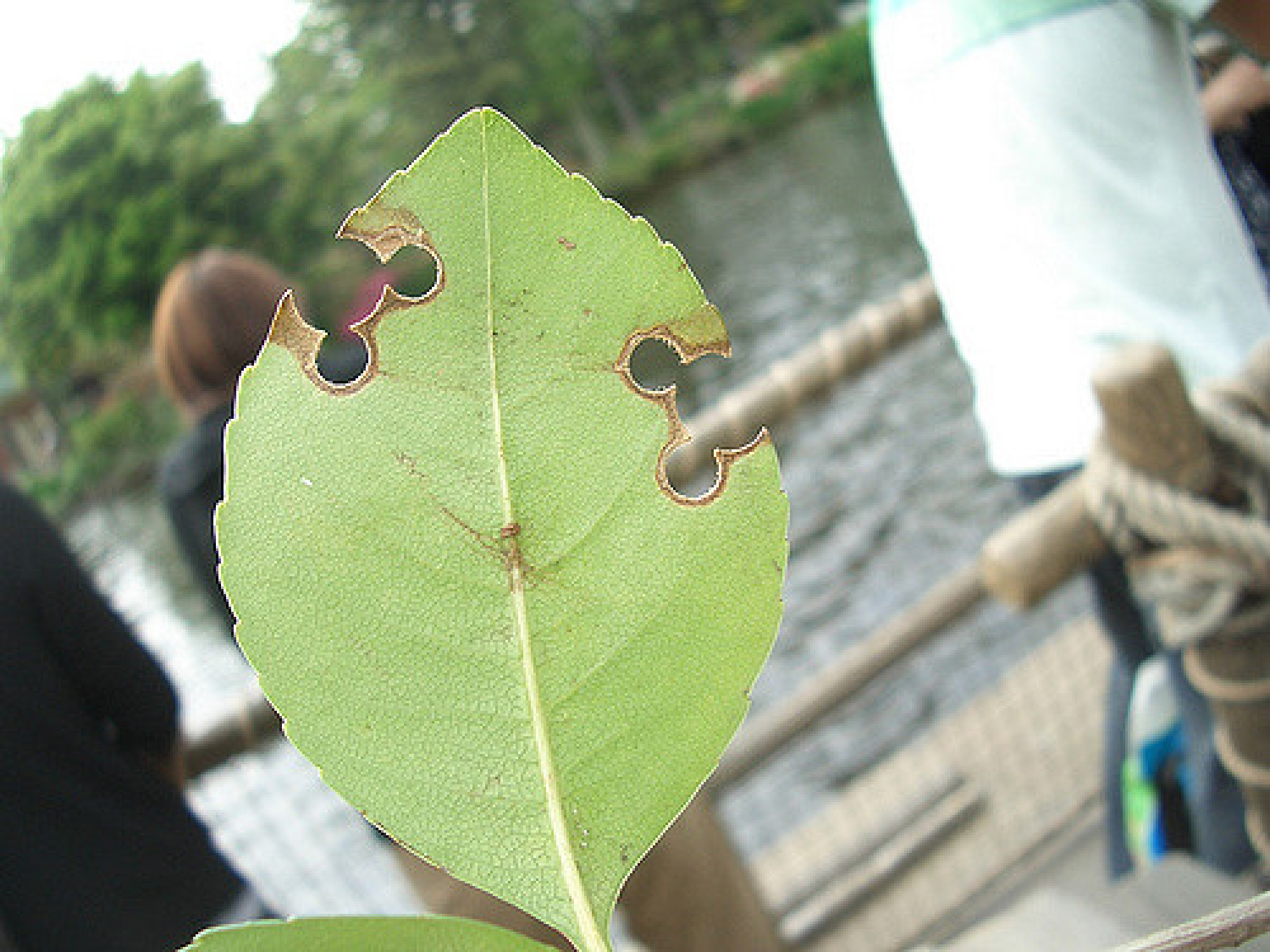 葉っぱにも隠れミッキーが キャステル Castel ディズニー情報 葉っぱにも隠れミッキーが キャステル Castel ディズニー情報